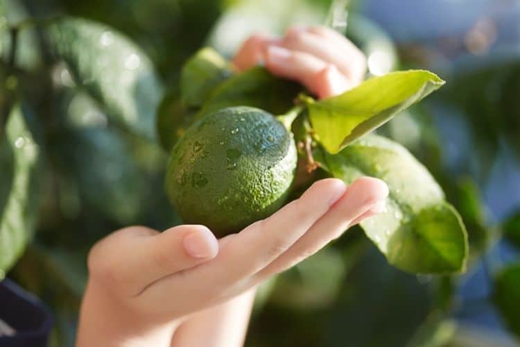 Lime Tree How To Grow One And When To Expect Fruit? Arbor Facts