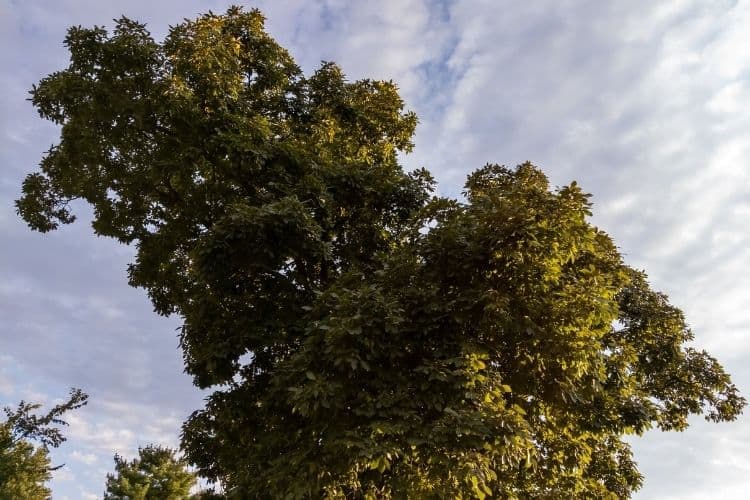 Hickory Tree How To Idenify It And How To Grow One? Arbor Facts