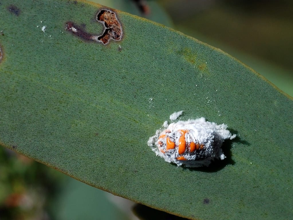 Robellini Palm All You Need to Know About the Robellini Palm