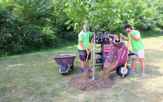 Our Services Arbor Farms Nursery