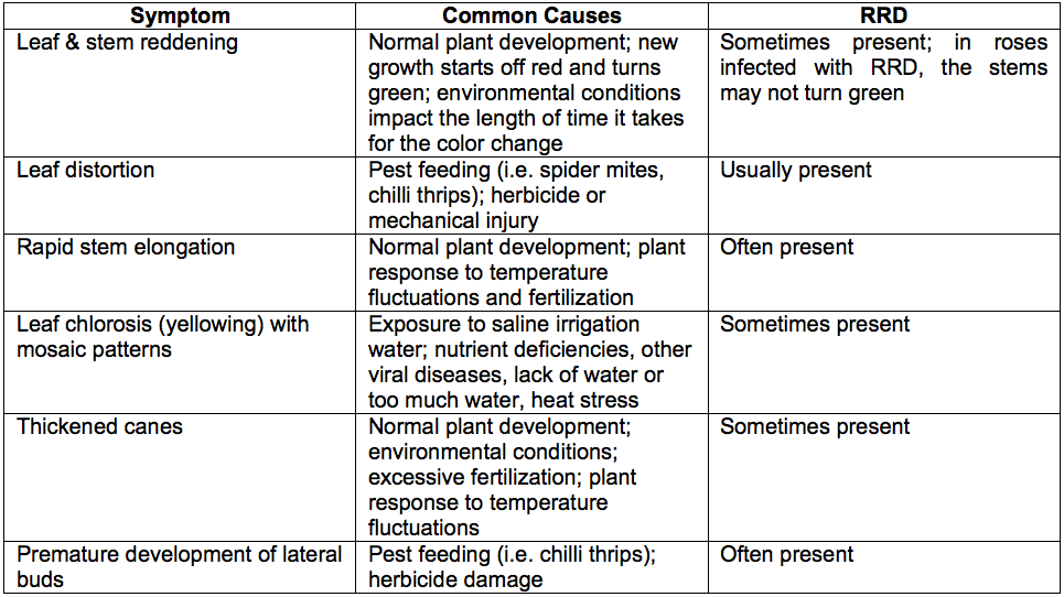 Understanding and Identifying Rose Rosette Disease