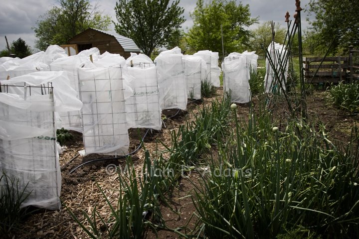 Tomato Wind Protection