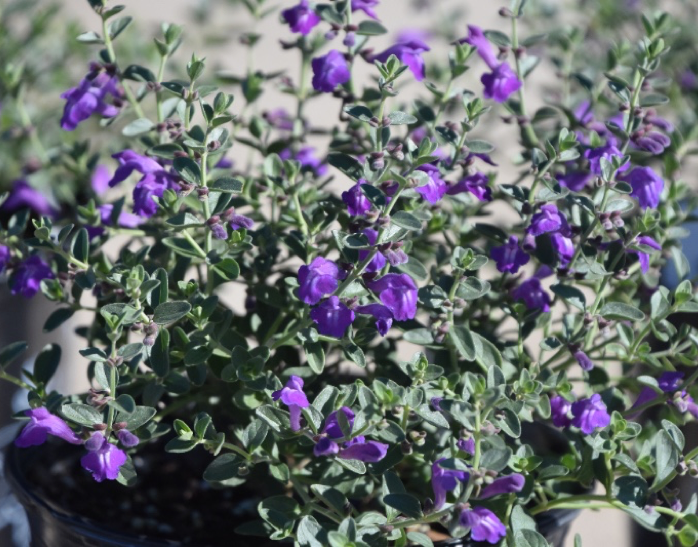 Dark Violet Hybrid Skullcap
