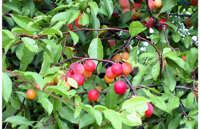 Chickasaw Plum