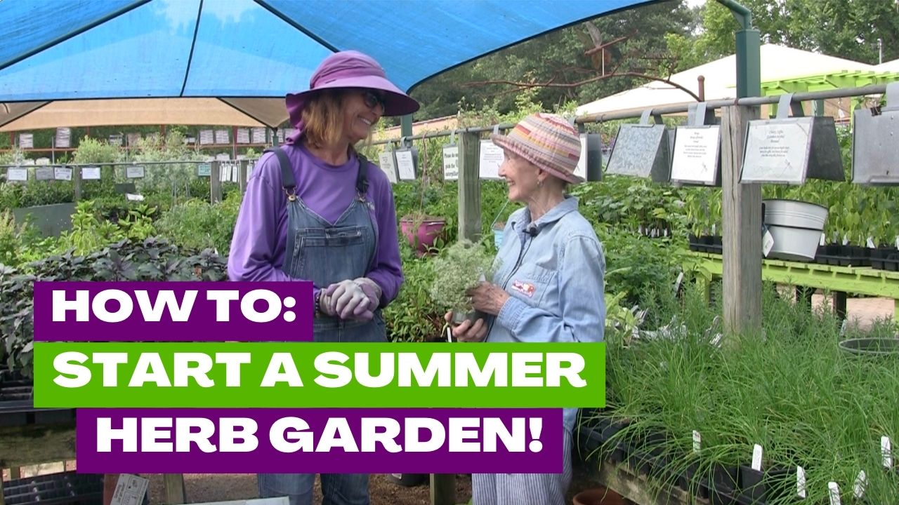 Herbs to Grow in Summer in Texas