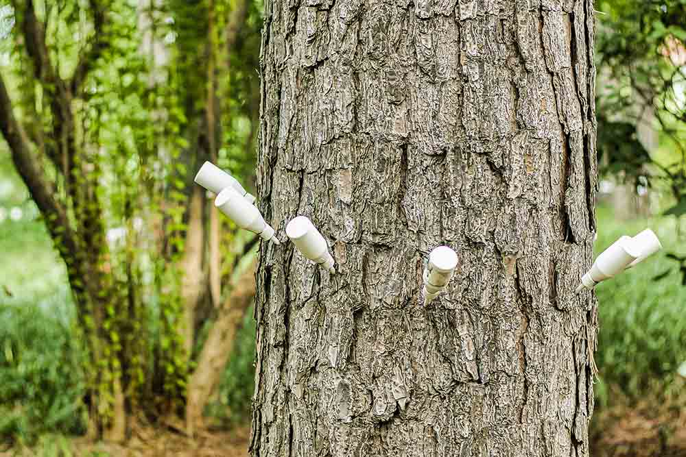 How to Track & Manage Deep Root Feeding & Injections Schedule