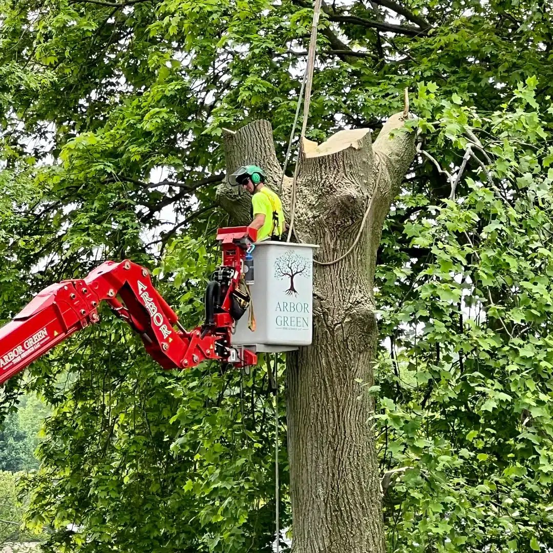 Being A Tree Arborist is One Of The Most Dangerous Jobs In America
