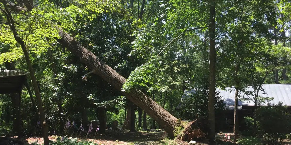 Can Uprooted & Fallen Trees Stand Back Up? Answers From Pros