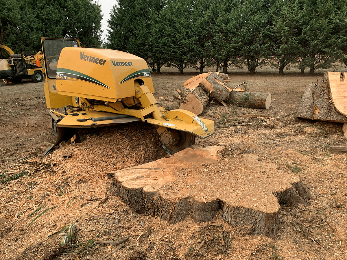 Stump Grinding or Removal Arbor Grind