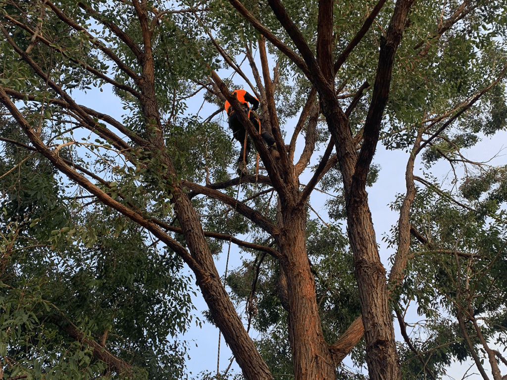 Our Services Arbor Grind Sydney Arborist