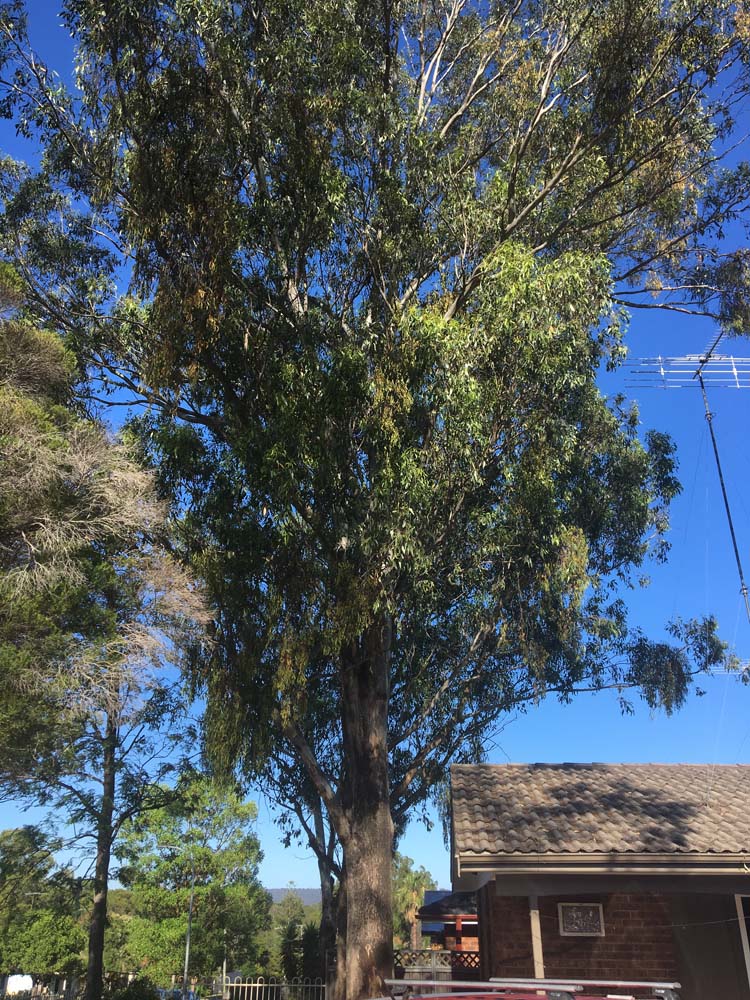 Gallery Arbor Grind Sydney Arborist