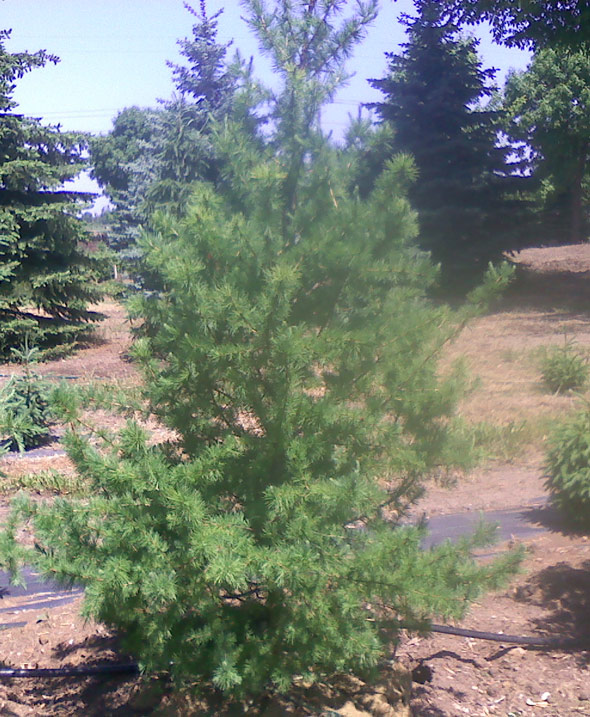 Tamarack Pine Tree Farm Nursery Sale MN Arbor Hill Tree Farm