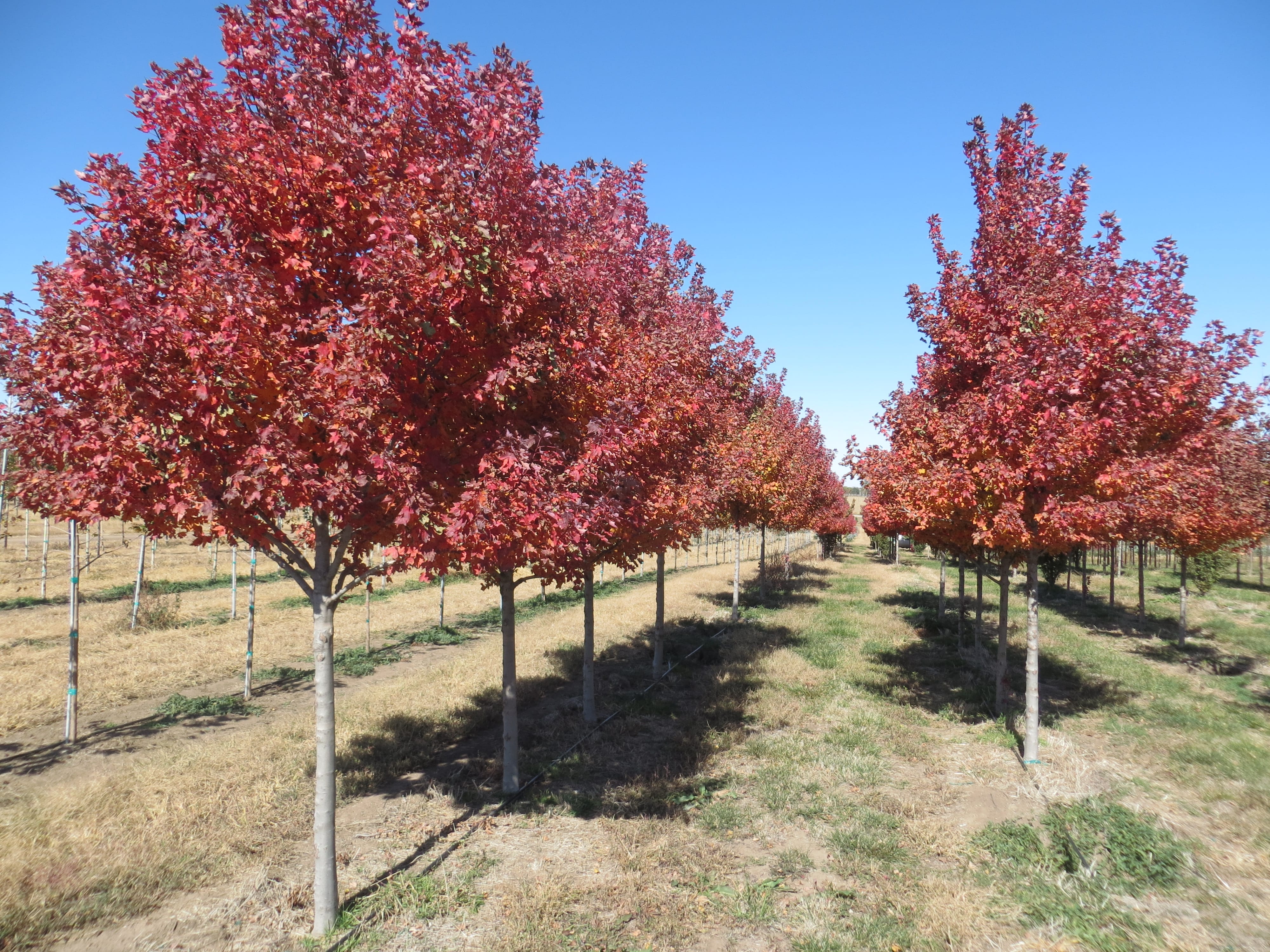 Gallery & Recent Projects Arbor Hills Tree Farm Omaha & Elkhorn, NE