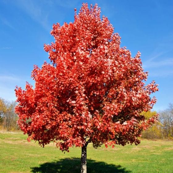 Maple Trees Sale Arbor Hills Tree Nursery Best Prices Price Match