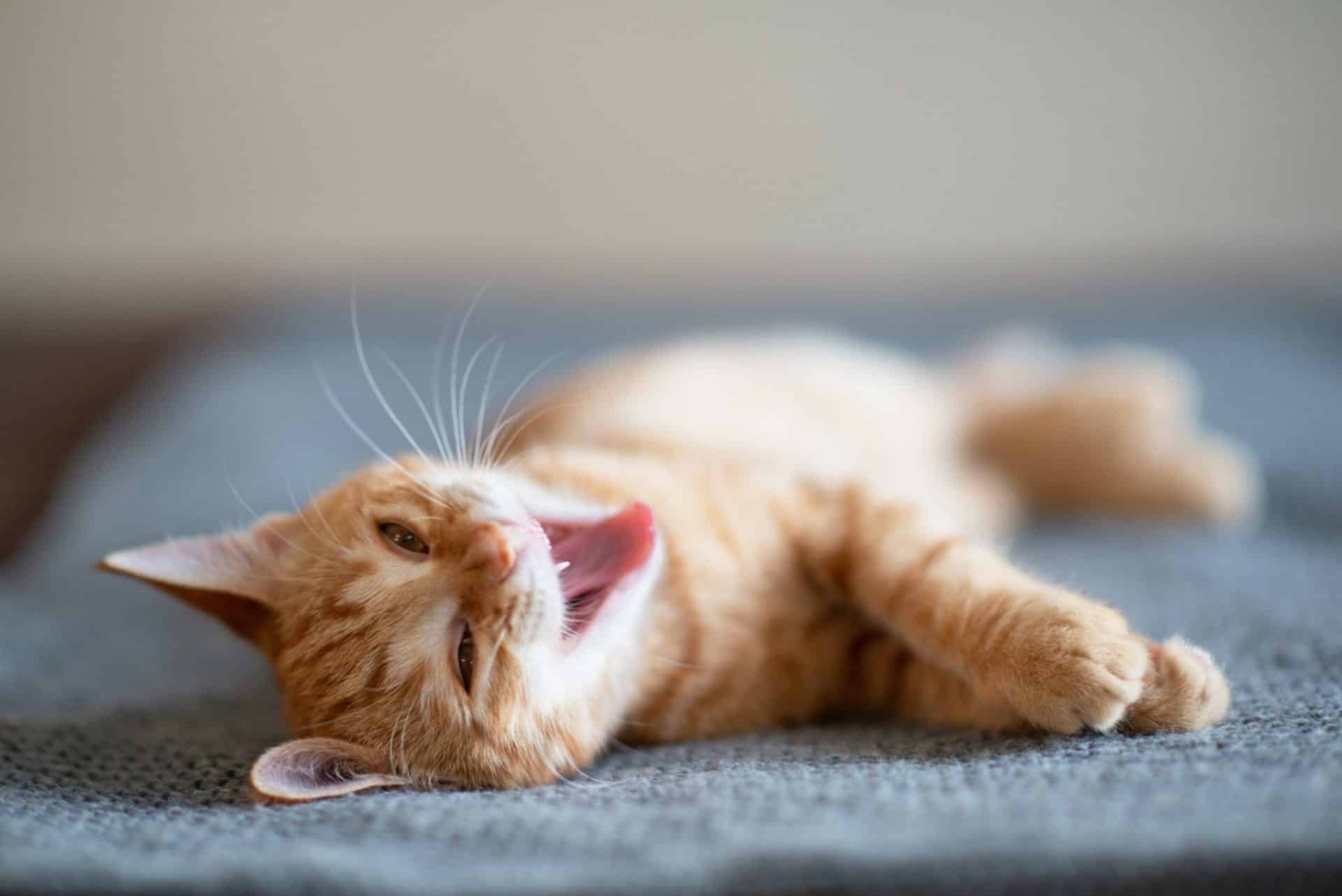 Vision des chats ce que vous devez savoir ! Arboricat