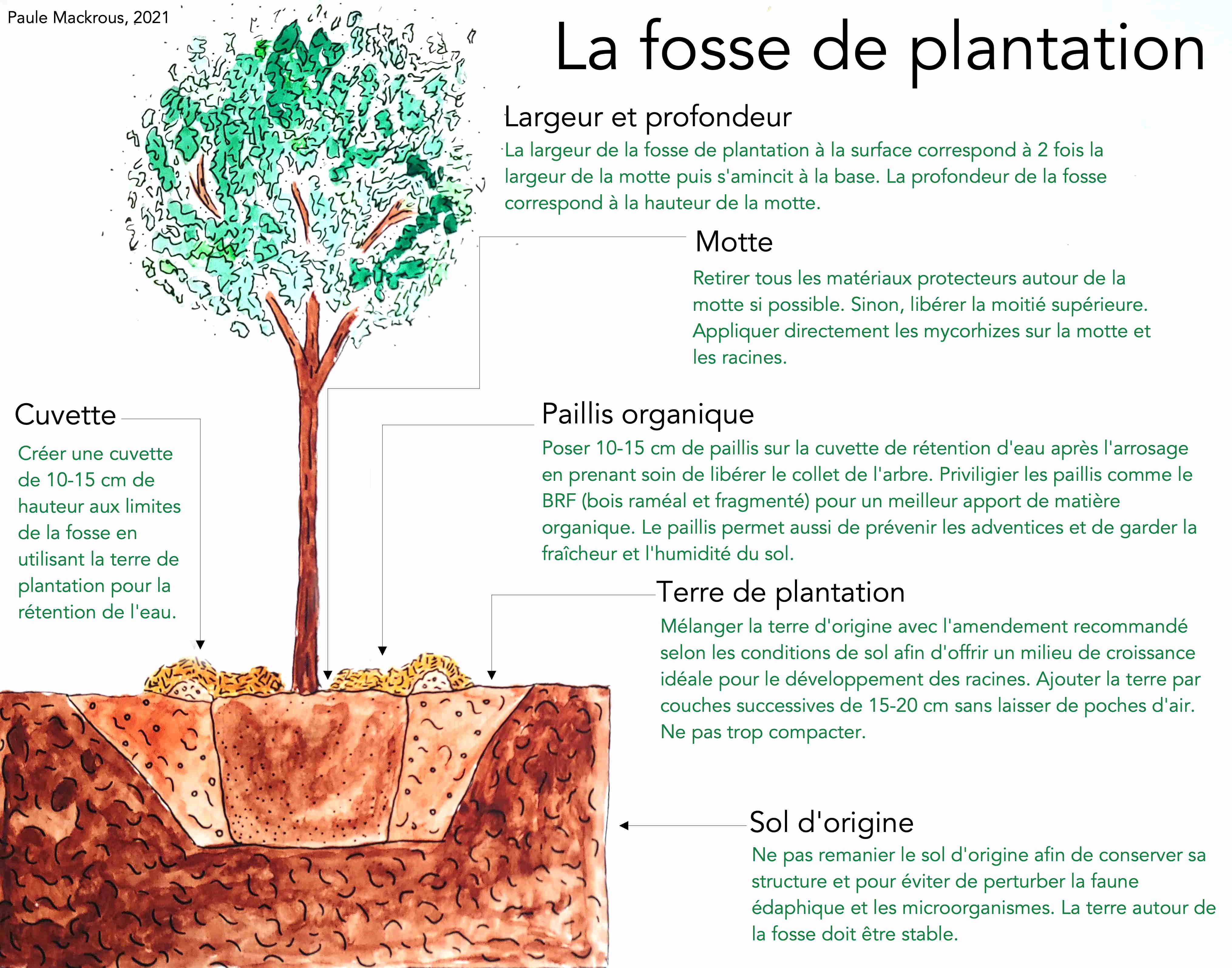 Formations arboricoles Cœur