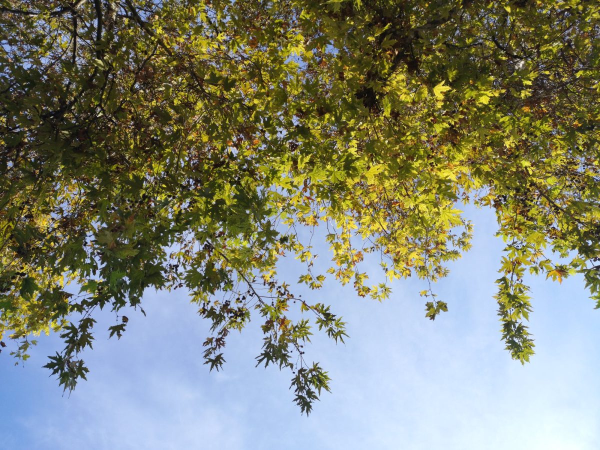 How is Apricot Tree Pruning?