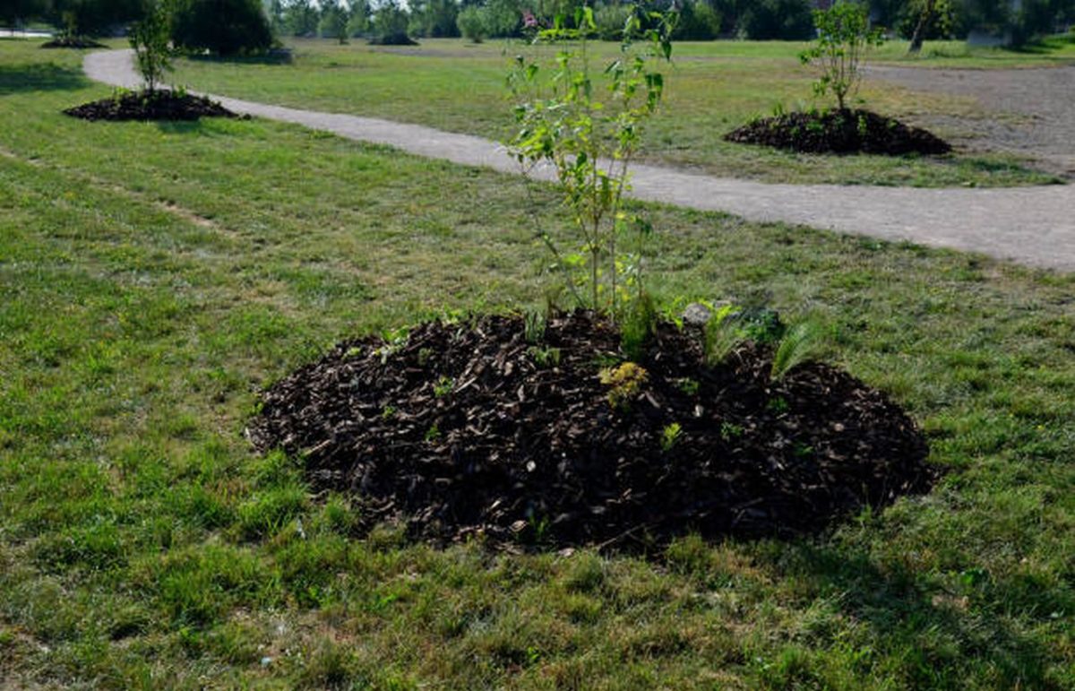 How Often Should You Replace Mulch?