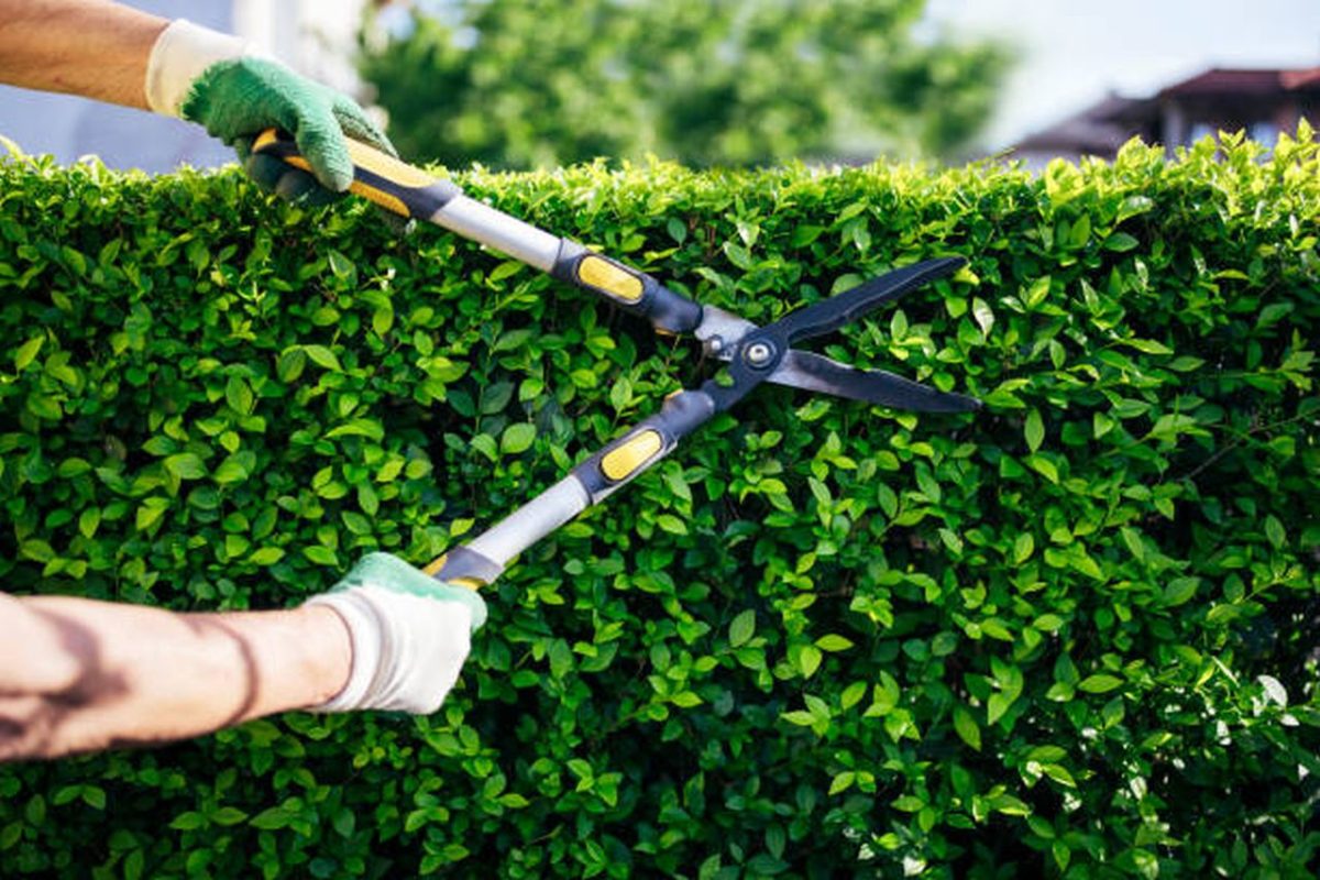 What Is The Law On Trimming Hedges?