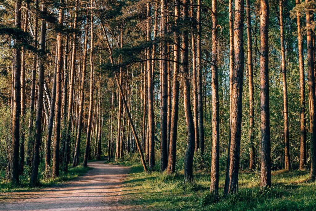 Can Tree Removal Damage Foundation?