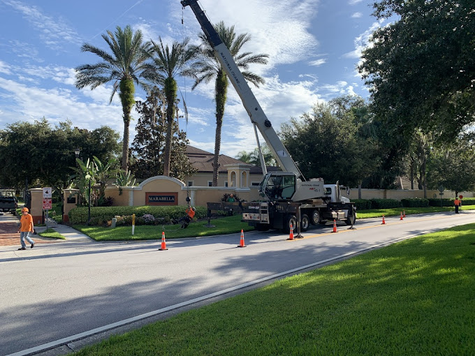 Professional Tree Service Tampa FL
