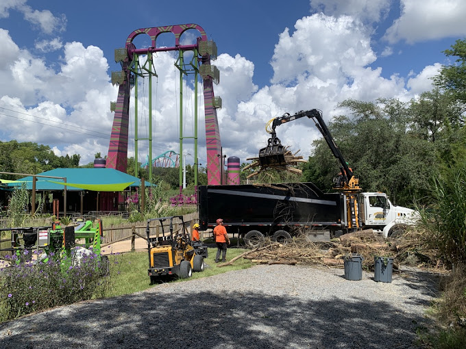 Professional Tree Service Tampa FL