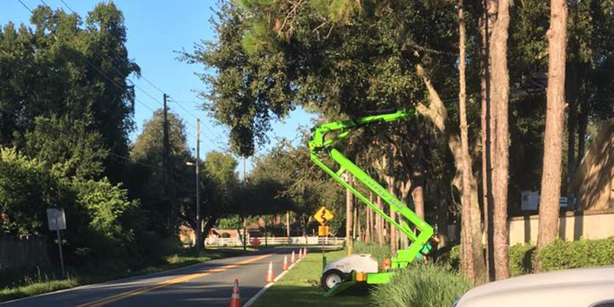 5 Best FastGrowing Pine Trees for Florida Properties