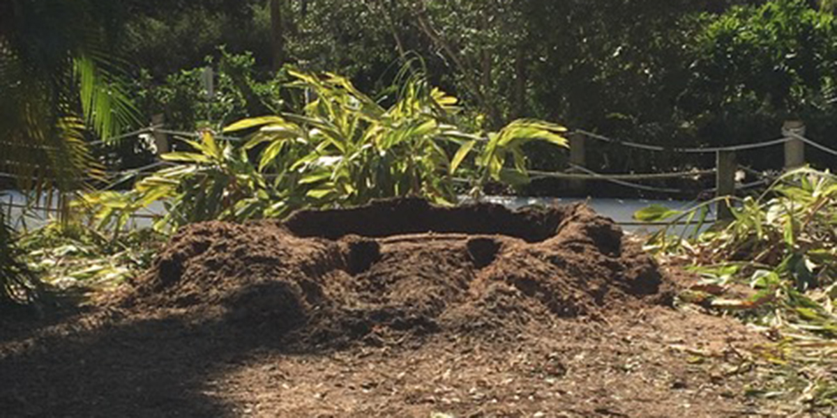 What You Need to Know About Growing a Tree from a Stump