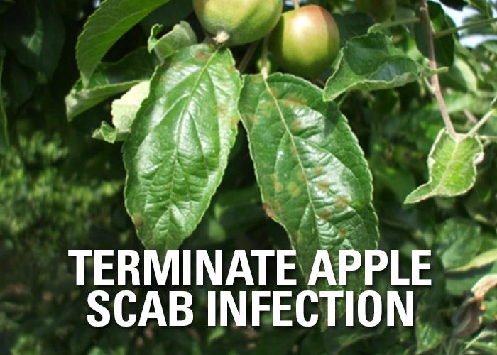 Terminate Apple Scab Infection Arborjet