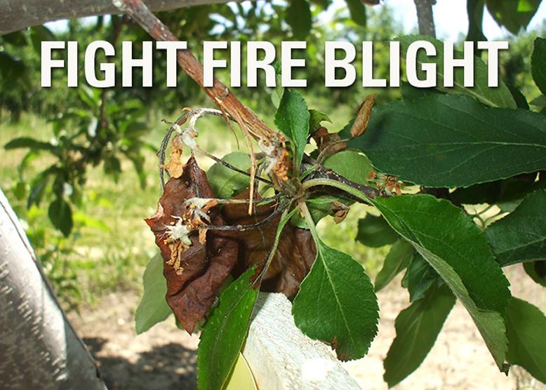 The Time is Right to Start Thinking About Treating for Fire Blight