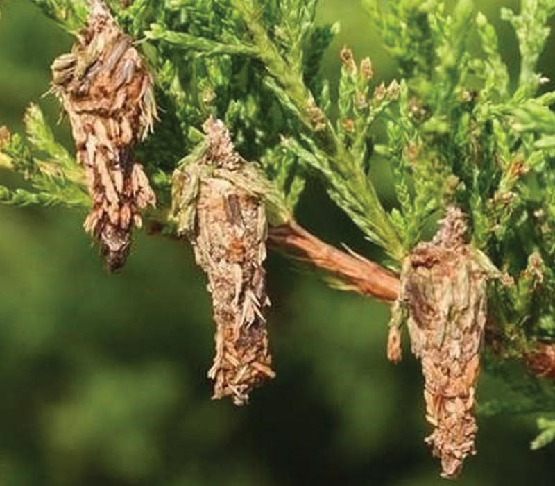 Bagworm Tree Pest Arborjet