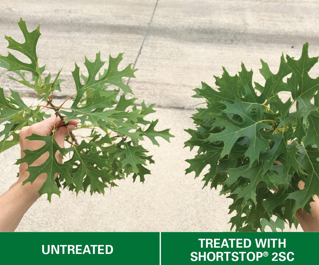 How to Apply Plant Growth Regulators for Trees and Shrubs Arborjet