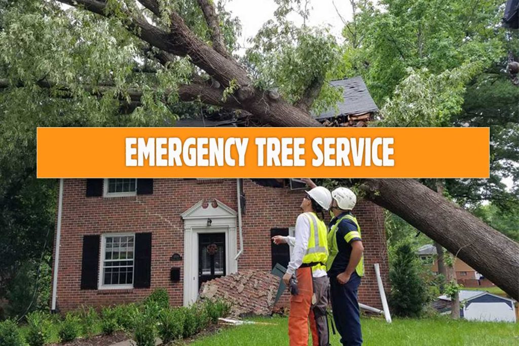 Kansas City Tree Service Tree Removal Kansas City Arbormax