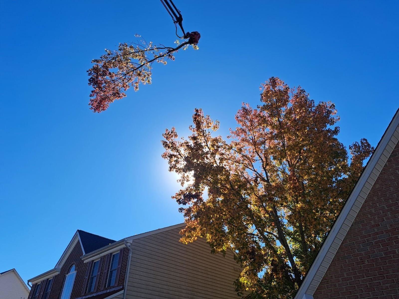 Sweetgum Tree Removal A Case Study Following ArborPro in