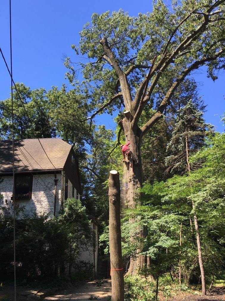 Best Local NJ Tree Service Company Arbor Releaf Tree Expert