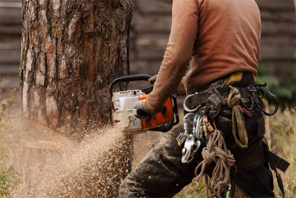 Are Permits Required in New Jersey for Tree Removal? Arbor Releaf