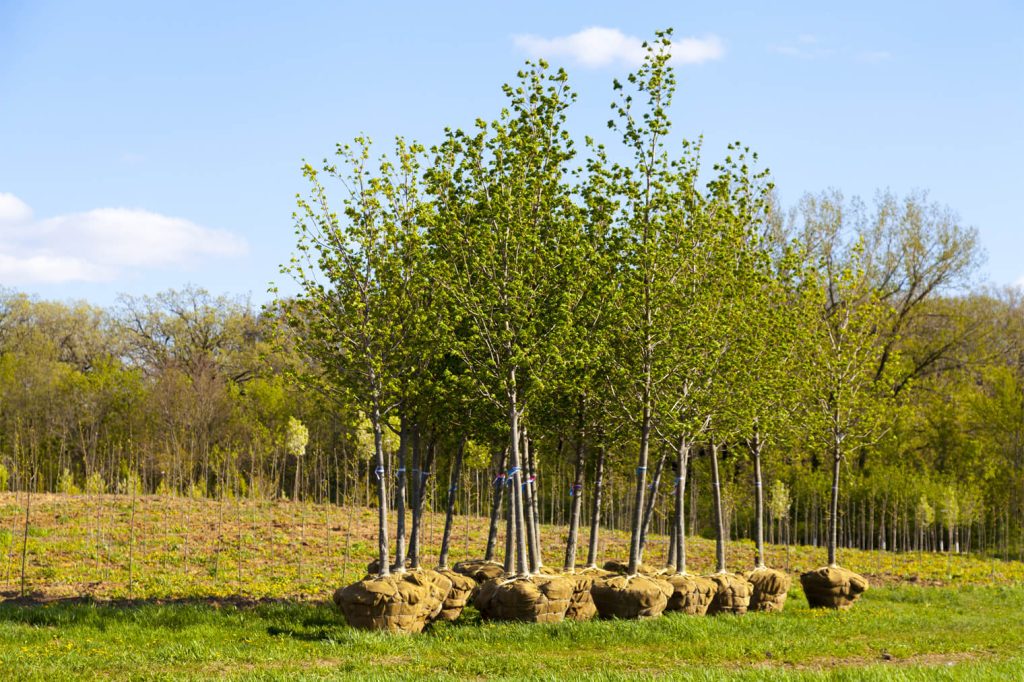 The Best Trees to Plant in New Jersey and When to Plant Them A