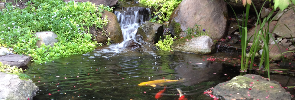 How do I find a leak in my pond? Leaking Pond Baltimore Maryland Pond