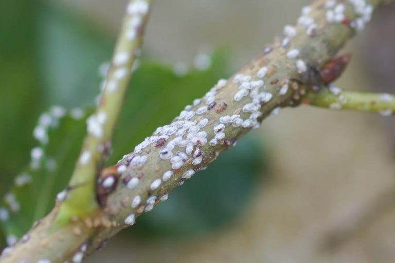 Tree Scale Treatment Westchester NY Get Rid of Scale on Tree