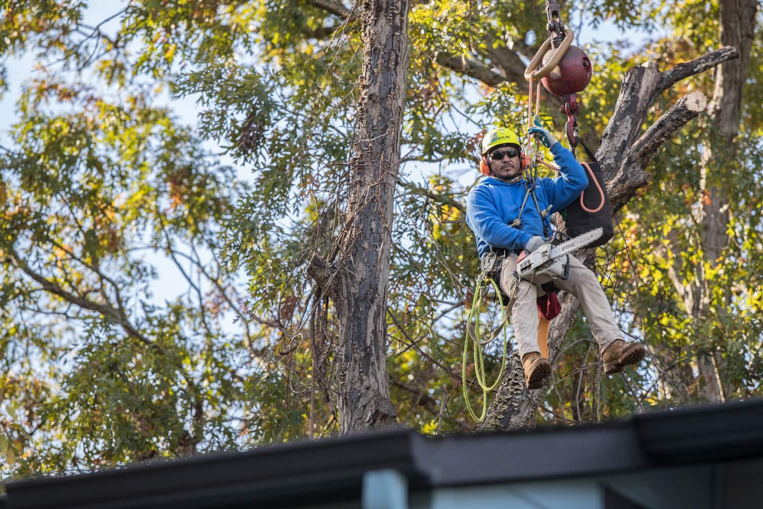 Charlotte Tree Service, Removal, Pruning, Stump Grinding
