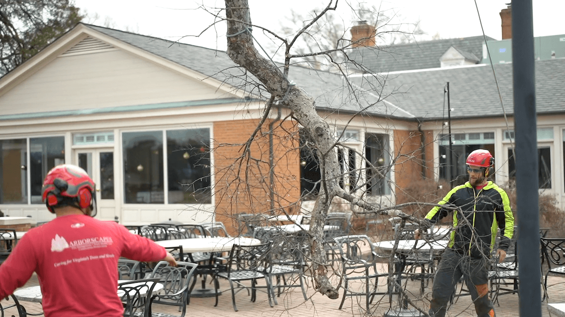 Tree Removal Services Richmond, VA Arborscapes Richmond VA Tree