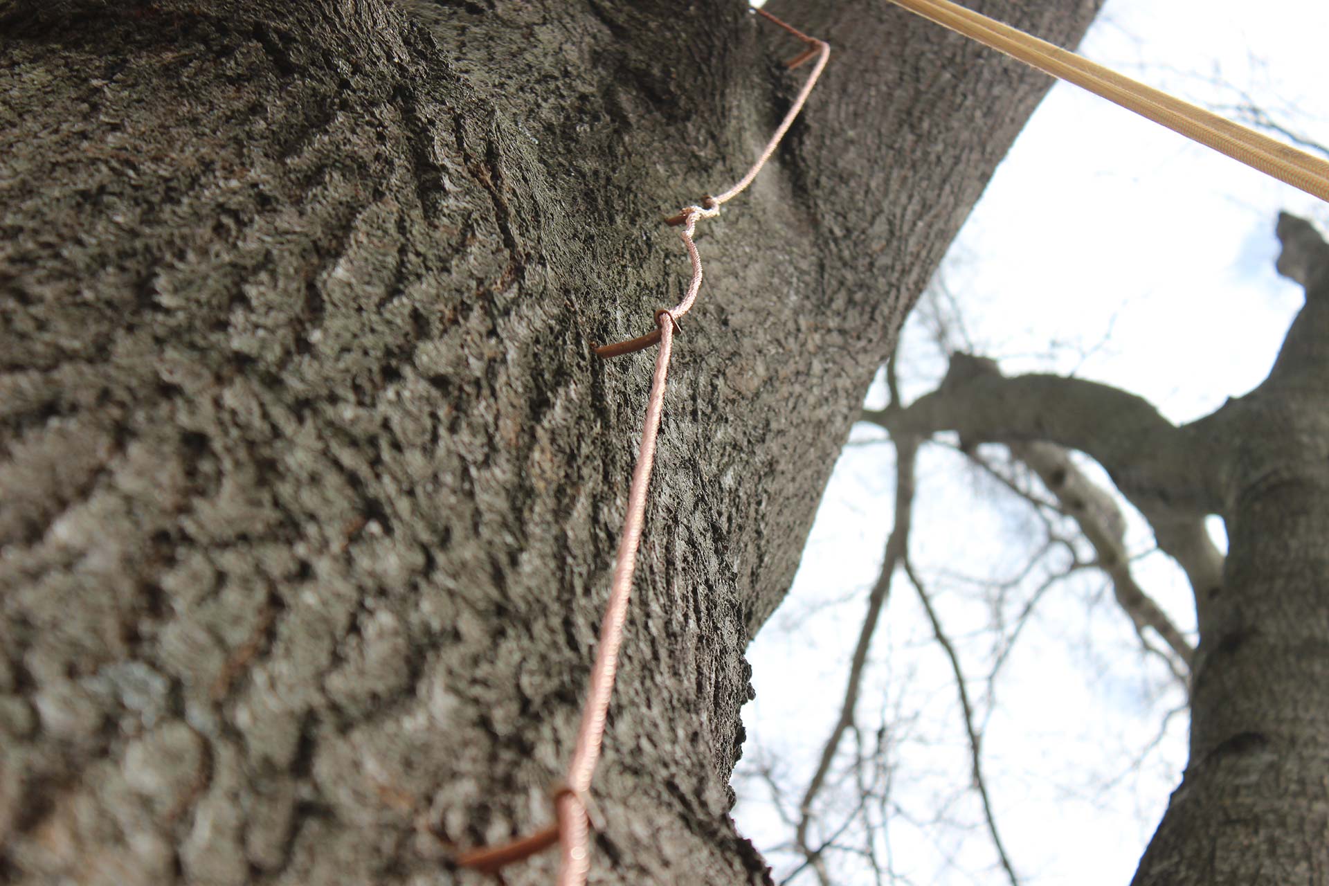 Tree Protection Services Arborscapes Richmond VA Tree Service