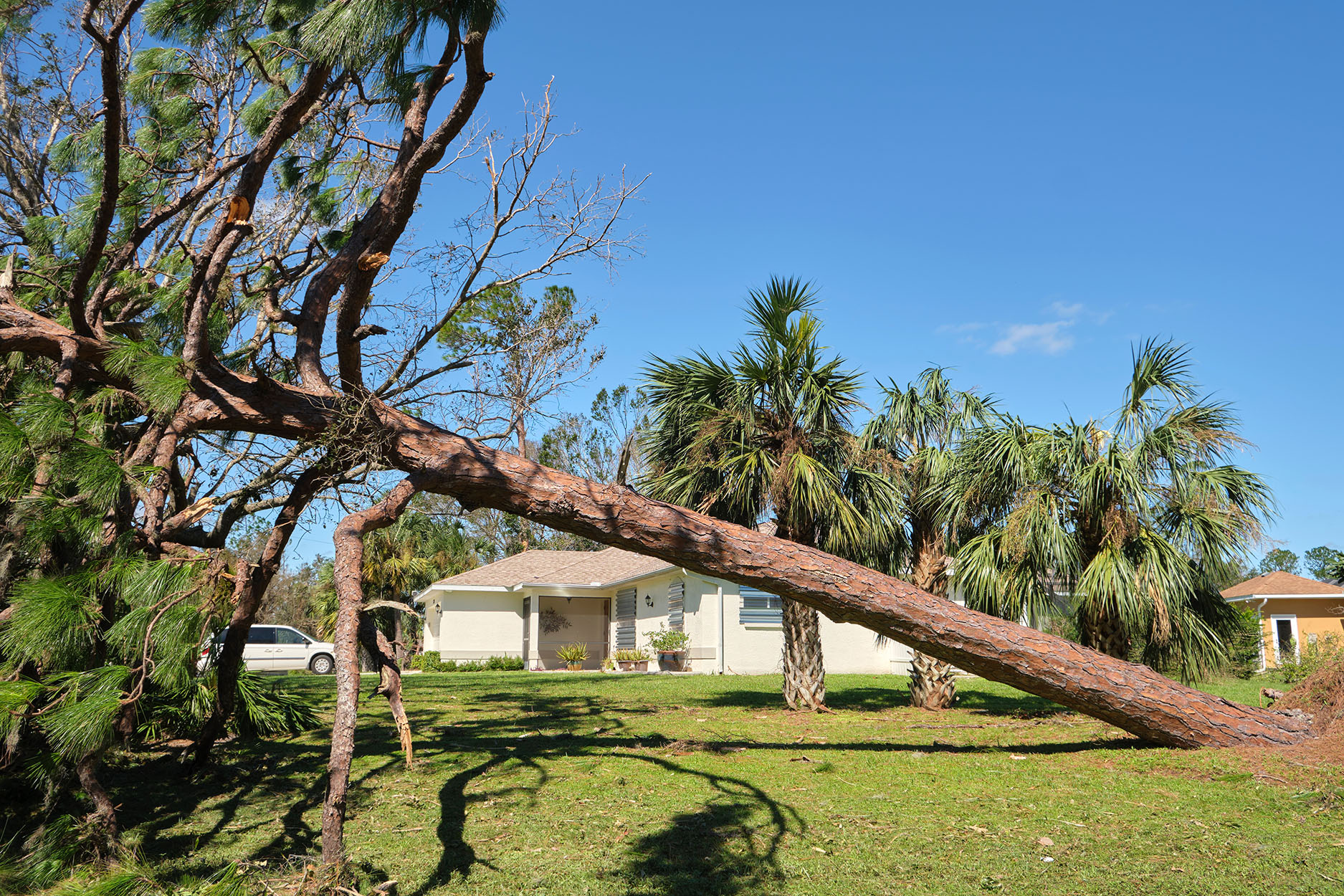Lakeland, FL Tree Services Dead Tree Removal & Stump Grinding