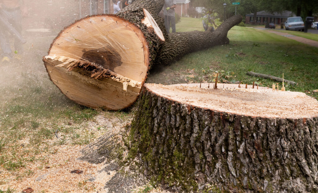 Lakeland, FL Tree Services Dead Tree Removal & Stump Grinding