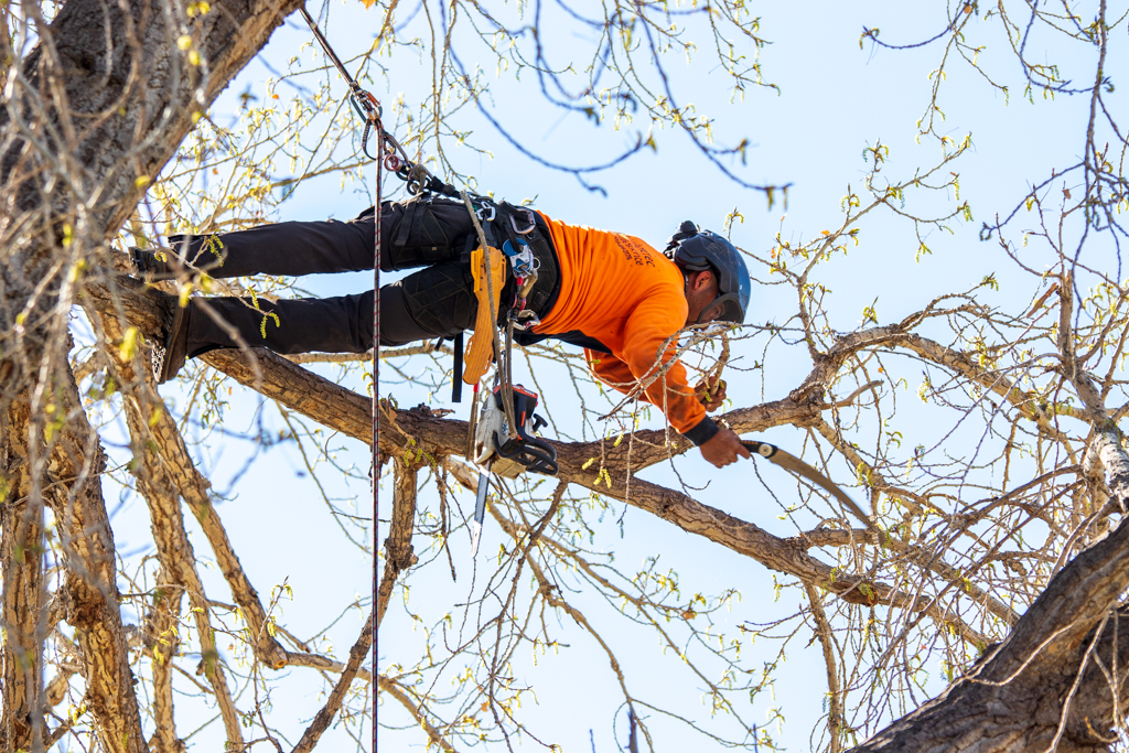 Tree Trimming in Denver, CO Certified Arborists at Arbortec Tree