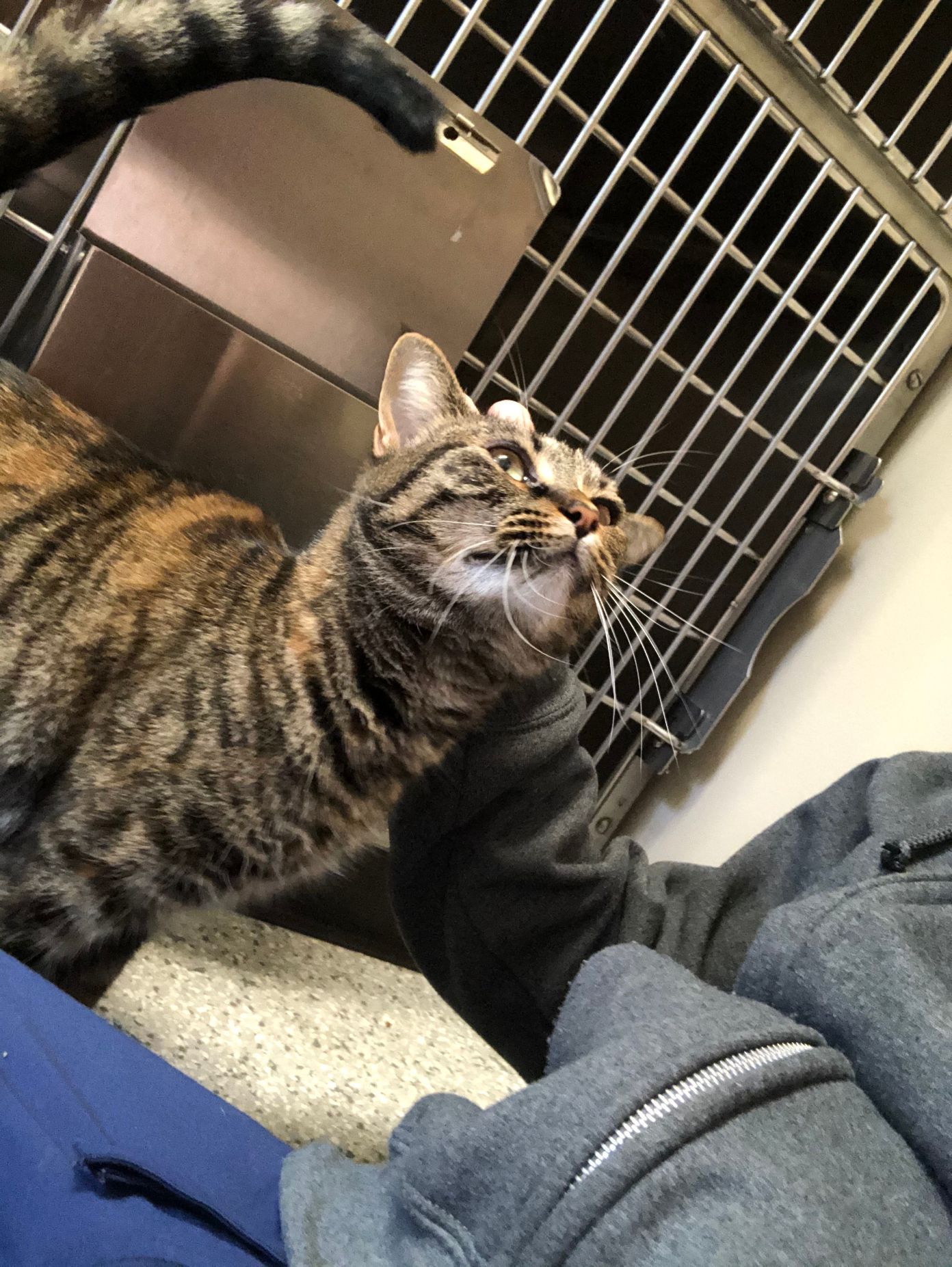 Pet Boarding In Valparaiso, IN 46385 Arbor View Animal Hospital