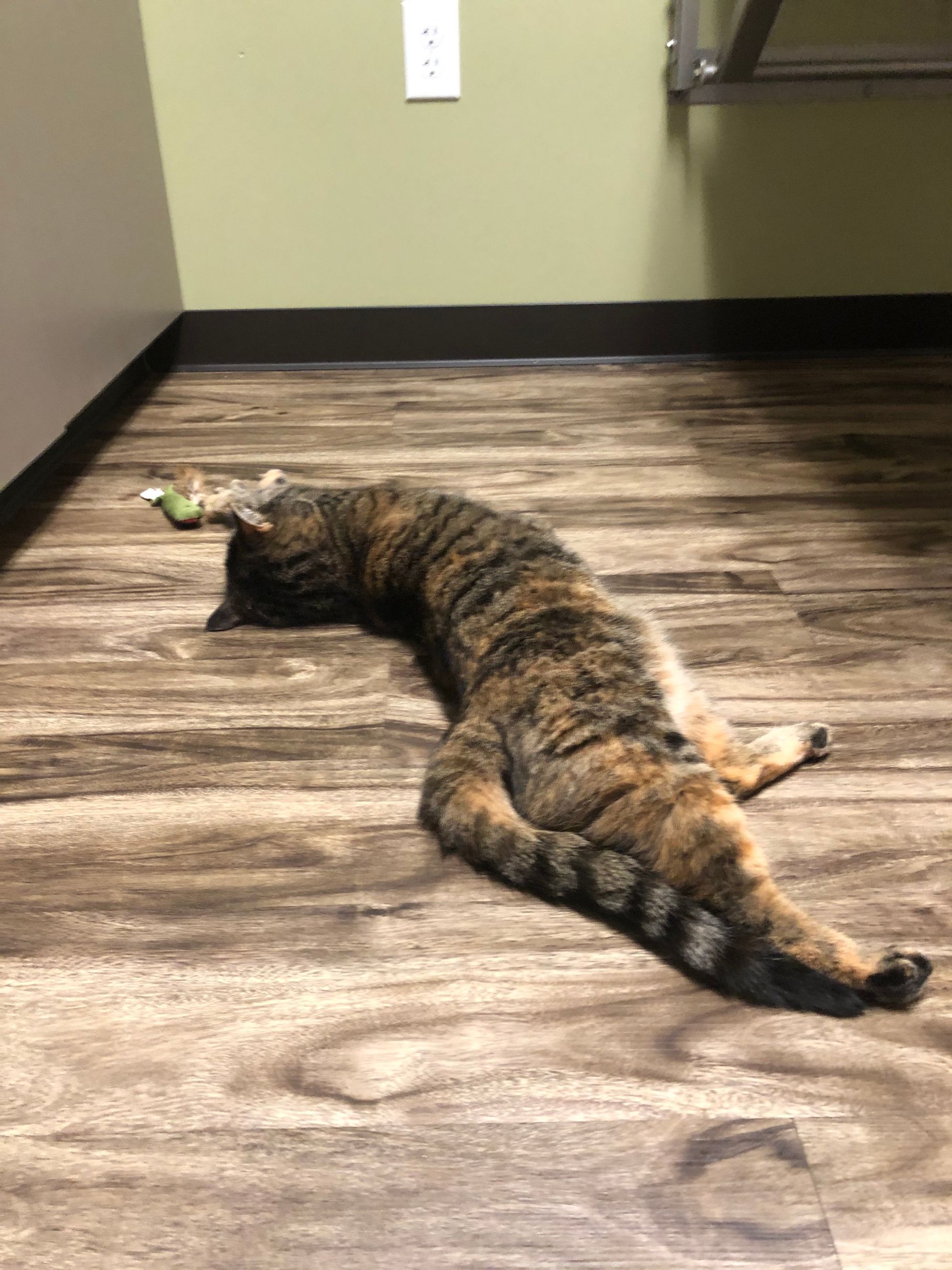 Pet Boarding In Valparaiso, IN 46385 Arbor View Animal Hospital