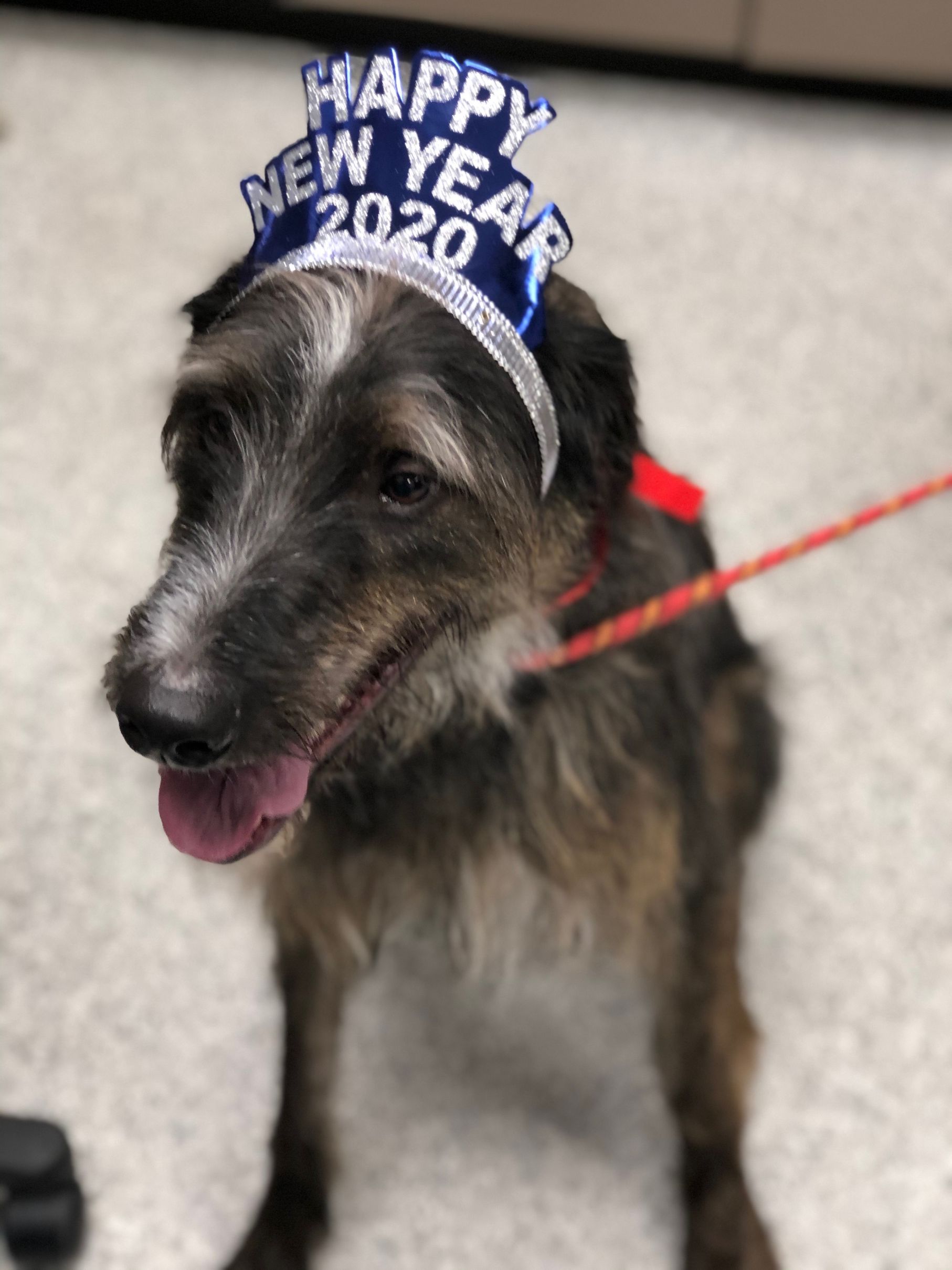 Pet Boarding in Valparaiso, IN 46385 Arbor View Animal Hospital