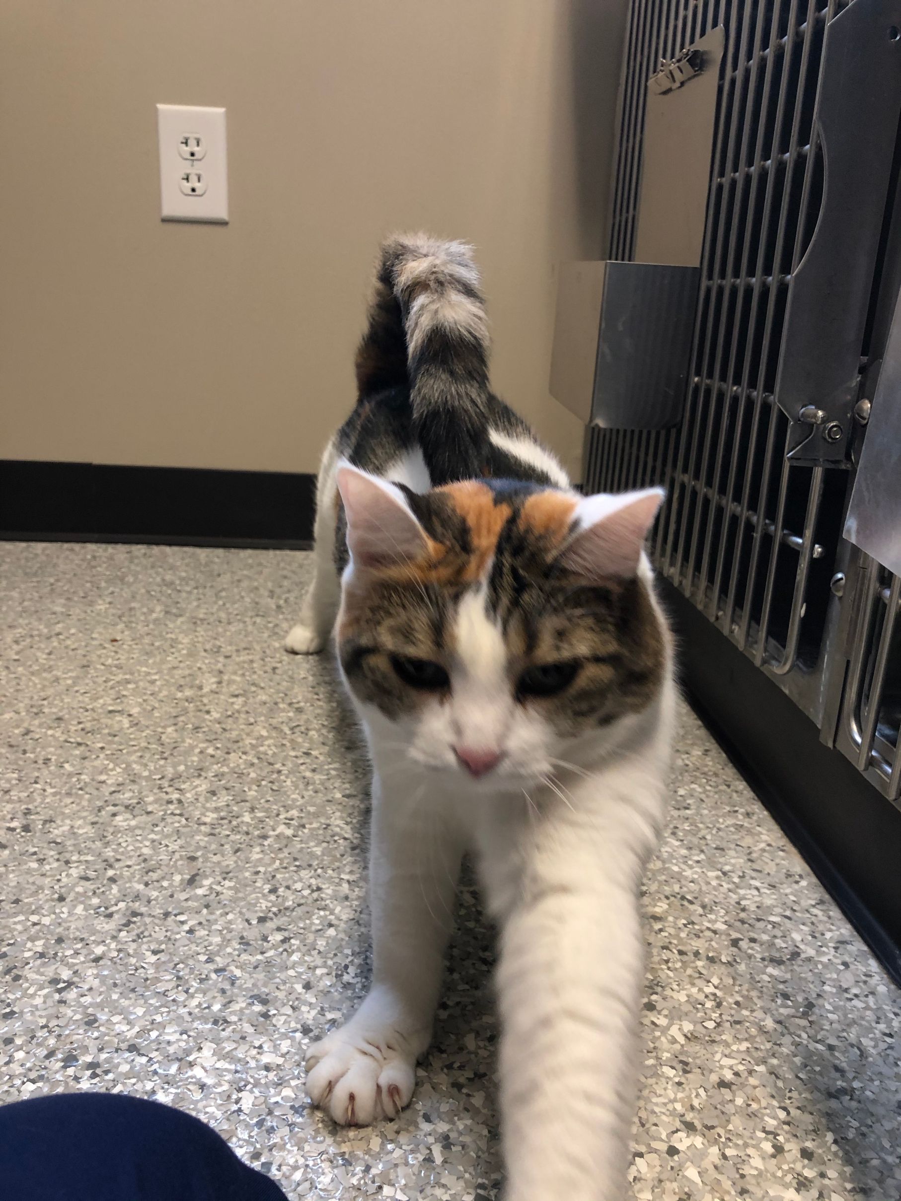 Pet Boarding In Valparaiso, IN 46385 Arbor View Animal Hospital