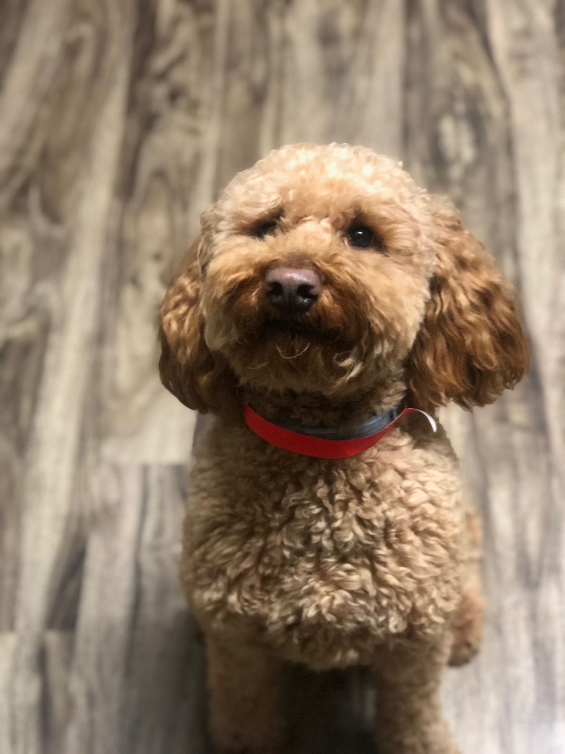 Pet Boarding In Valparaiso, IN 46385 Arbor View Animal Hospital